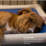 Kuranda Chewproof Elevated Pet Bed - Image 5