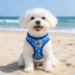 SCENEREAL Small Dog Harness and Leash Collar Set - Image 2