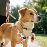 Small Dog Harness and Leash Set of 6 - Image 2
