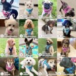 haapaw Dog Harness with Leash Set - Image 2