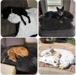 Calming Dog Bed Fluffy Plush Dog Mat - Image 2